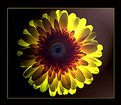 Picture Title - Glowing Daisy
