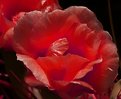 Picture Title - Flower in red