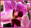 Picture Title - Orchid