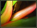 Picture Title - Bromeliad I