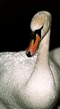 Picture Title - One Wet Swan