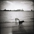 Picture Title - Dog Beach