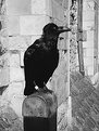 Picture Title - Raven