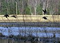 Picture Title - Spring Geese