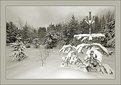 Picture Title - Winter in the forest