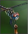 Picture Title - Blue Dasher