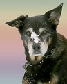 Picture Title - What snow?