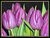 First Purple Tulips  2004