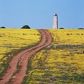 Picture Title - Yellow Field