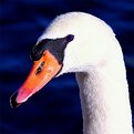 Picture Title - Swan #2