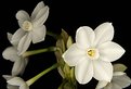 Picture Title - Narcissus white