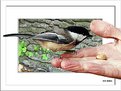 Picture Title - My Little Chickadee