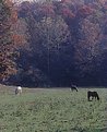 Picture Title - Indiana Pasture