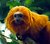 Critically Endangered: Golden Lion Tamarin