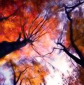 Picture Title - Dreaming of Autumn