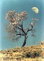 Picture Title - Spring Moon