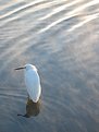 Picture Title - Snowy egret in a fog#1