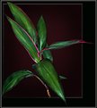 Picture Title - Cordyline.
