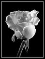 Picture Title - the b/w rose