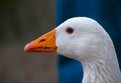 Picture Title - Blue eyed goose