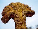 Picture Title - rare crested saguaro