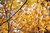 Glittering Gold