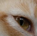 Picture Title - cats eye