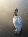 Picture Title - disrespectful pelican