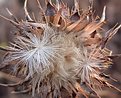 Picture Title - Thistle In Sunlight
