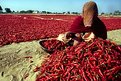 Picture Title - red peppers!