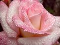 Picture Title - Wet Rose
