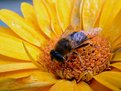 Picture Title - Busy bee