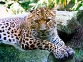 Picture Title - Jaguar portret