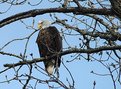 Picture Title - eagle