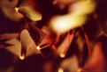 Picture Title - *