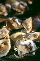 Picture Title - Juicy Oysters