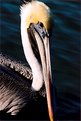 Picture Title - Pelican close up