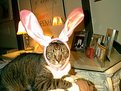 Picture Title - easterkitty