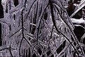 Picture Title - ice tree