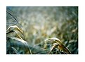 Picture Title - Golden Wind
