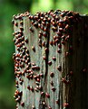 Picture Title - Horde of Ladybugs