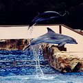 Picture Title - A Dolphin Duet