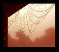 Picture Title - Rain on the Web