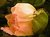 Poppy