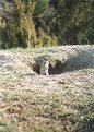 Picture Title - Prairie Dog