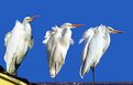 Picture Title - Herons3