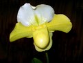 Picture Title - Orchid Paphiopedilum