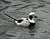 Long Tailed Duck