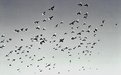Picture Title - The Birds