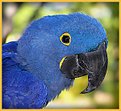 Picture Title - Blue Parrot